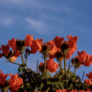 African Tulip Tree