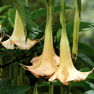 Angel Trumpet Tree
