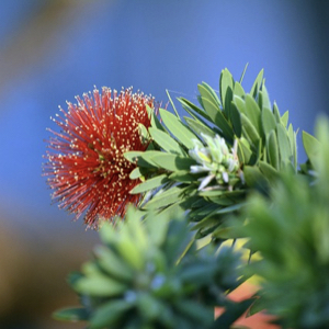 Bottlebrush Tree