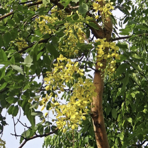 Cassia Tree