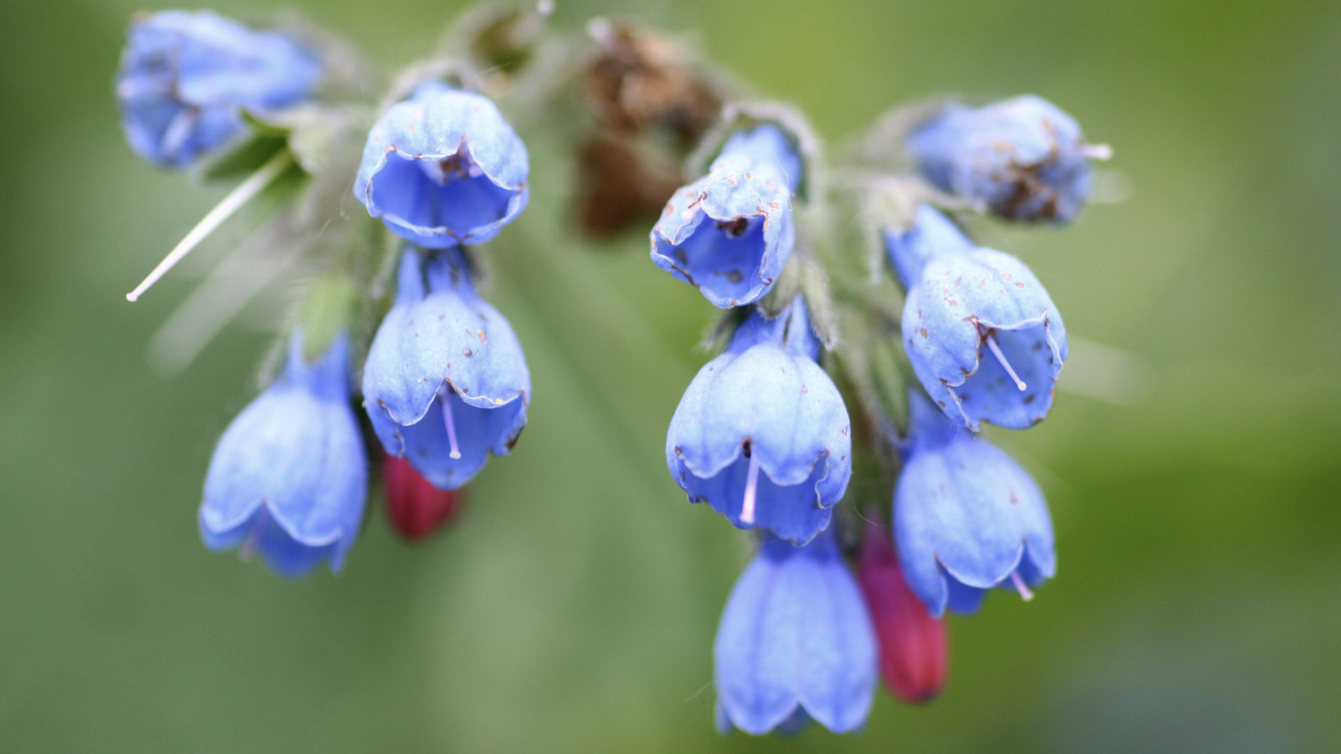 Fruit Tree Companion Plants for Zone 10