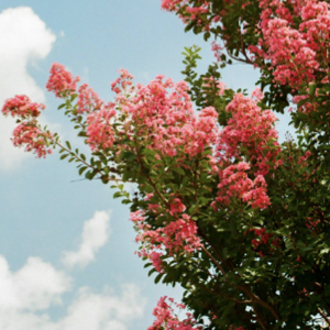Crepe Myrtle Tree