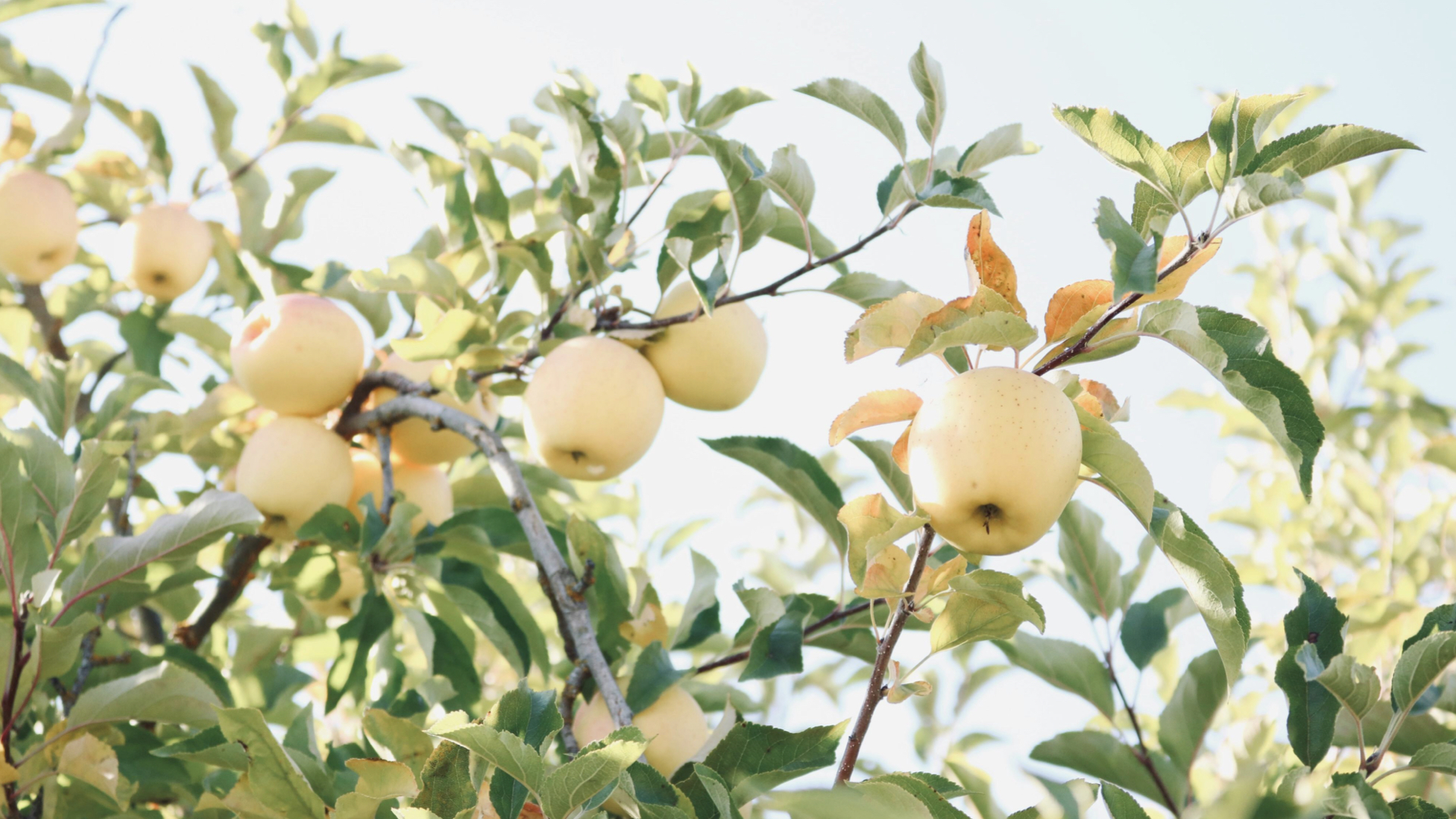 Low Chill Fruit Trees for Zone 10
