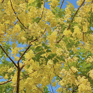 Golden Shower Tree