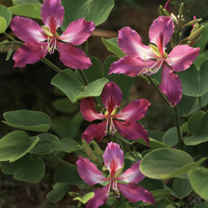Hong Kong Orchid Tree