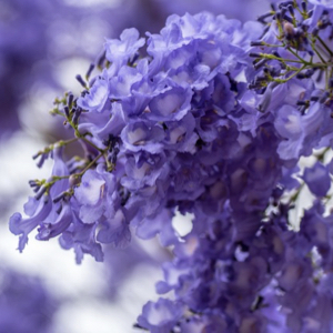 Jacaranda Tree