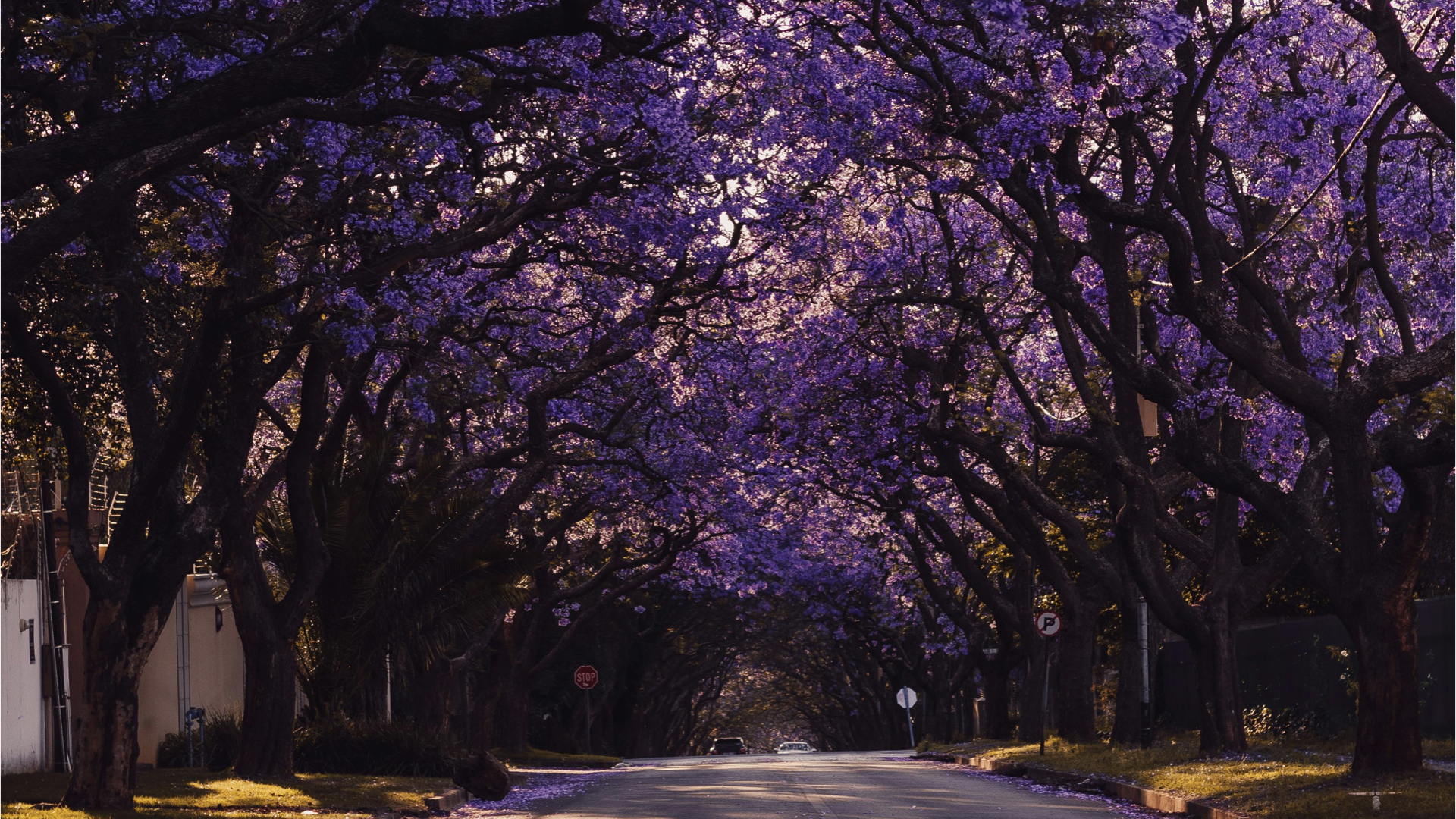 Flowering Ornamental Trees Zone 10 by Color