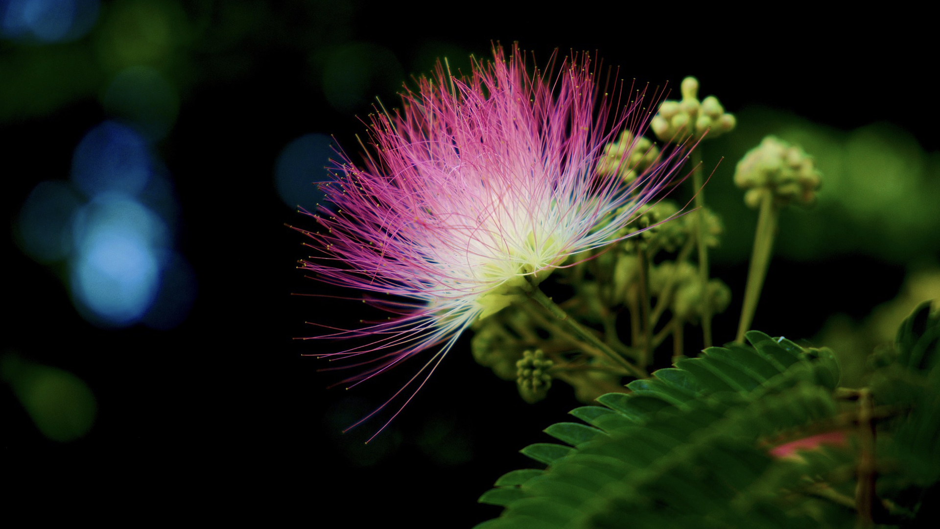 Nitrogen Fixing Trees Zone 10