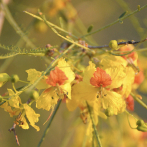 Palo Verde Tree