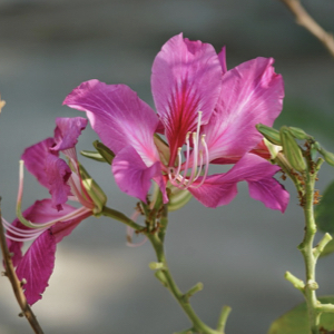 Purple Orchid Tree