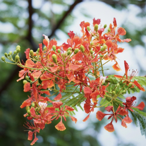 Royal Poinciana Tree