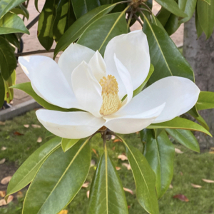 Southern Magnolia Tree