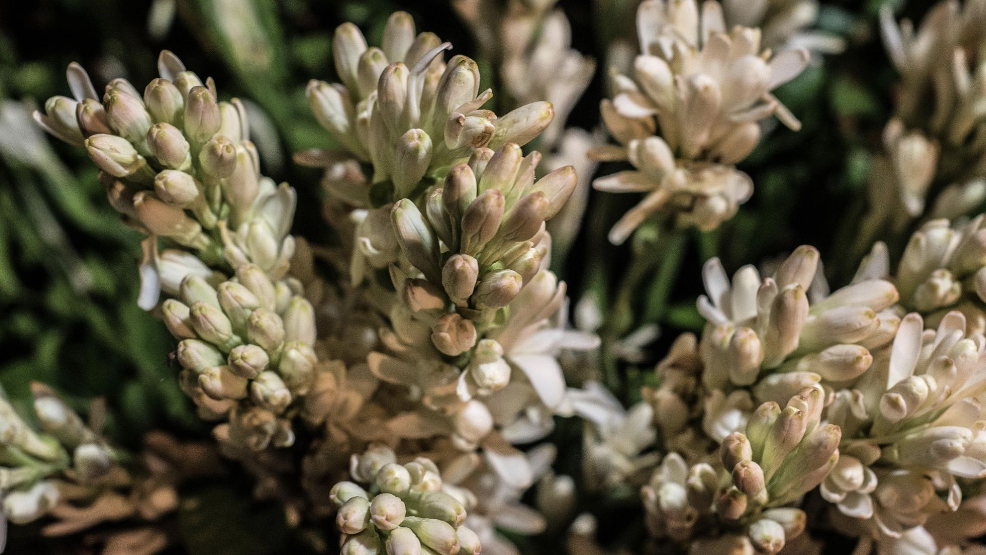 Best Smelling Flowers for Zone 10: The Most Fragrant