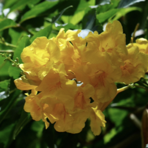 Yellow Trumpet Tree
