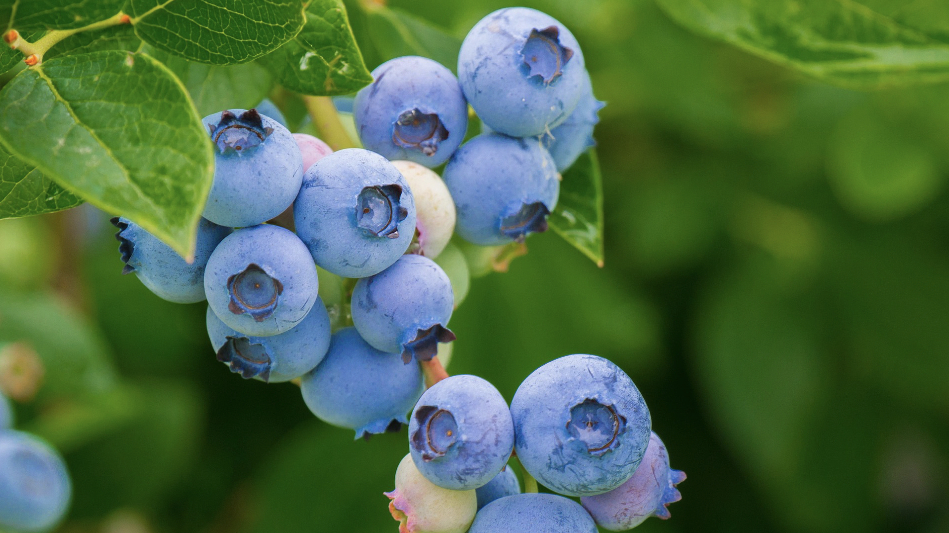 Zone 10 Edible Bushes